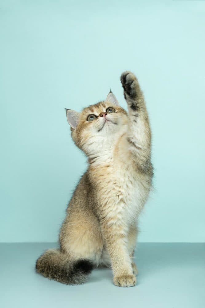 Curious kitten on Petlink