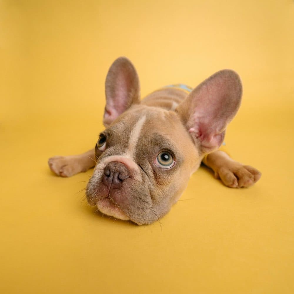 Happy puppy cared for through Petlink