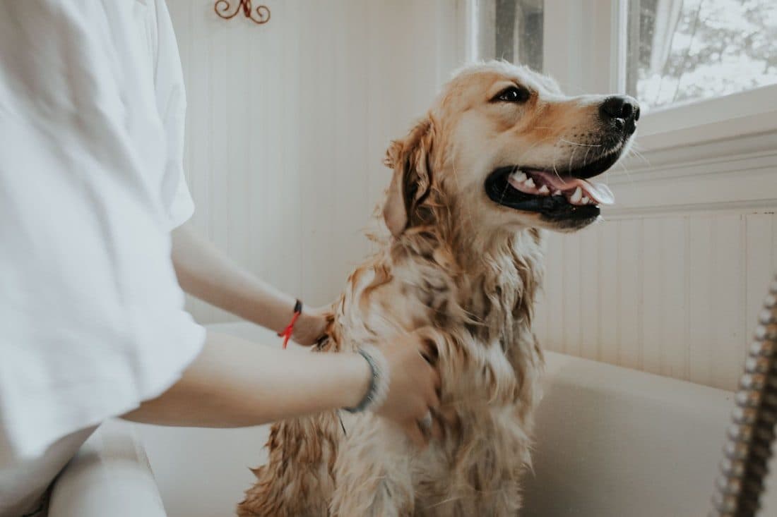 A pet merchant grooming a happy dog