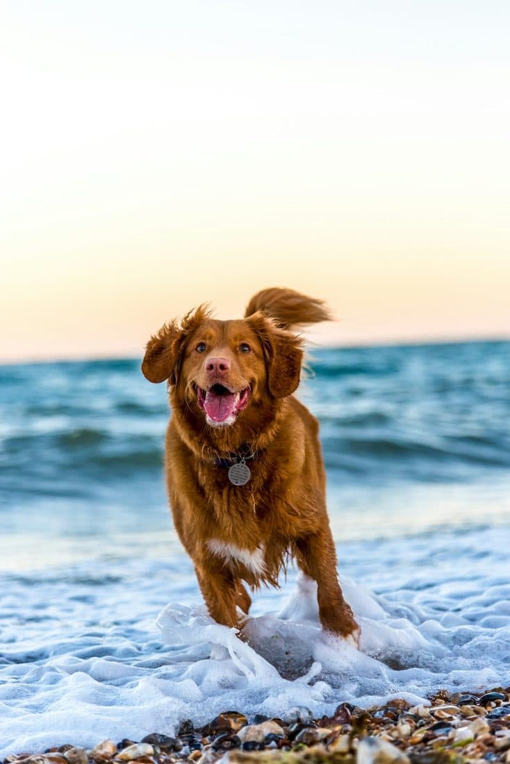 A happy, healthy dog cared for with Petlink
