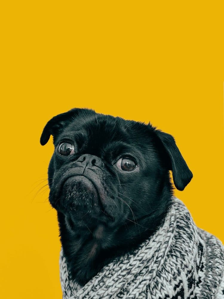 We're here to help with your pet